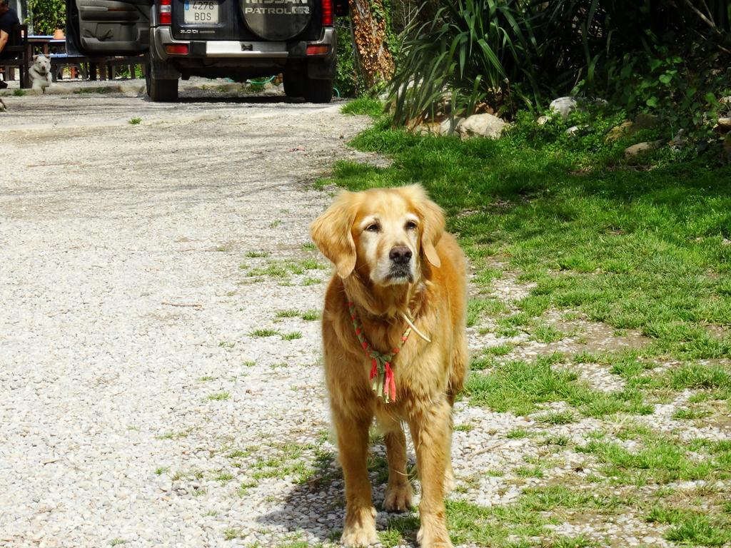 B&B Mas Torrencito Pet Friendly Parets de Ampurda Exterior photo